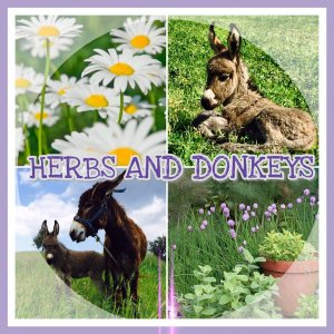 Cyprus : 2nd Herbs & Donkeys Festival
