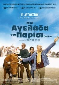 Cyprus : One Man and His Cow (La vache)