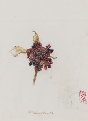 Κύπρος : To εικονογραφημένο Herbarium και το έργο της Elektra Megaw