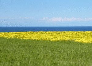 Cyprus : Biodiversity of Cyprus