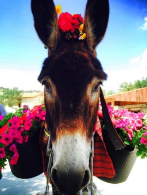 Κύπρος : Μαγιάτικα Γαϊδουράκια στην Golden Donkeys Farm