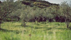 Κύπρος : Από τη φύση στο πιάτο μου