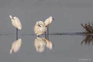 Cyprus : Family birding time!