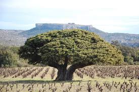 Cyprus : The olive tree in the Mediterranean