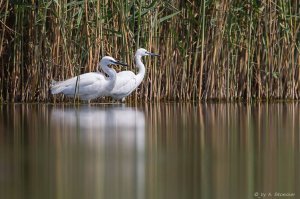 Cyprus : World Migratory Bird Day - Family Birdwatching