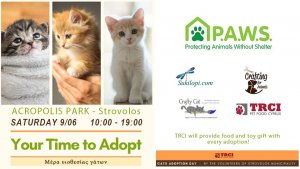 Cyprus : Cat Adoption Day