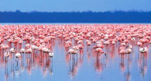 Cyprus : Wetlands of Cyprus