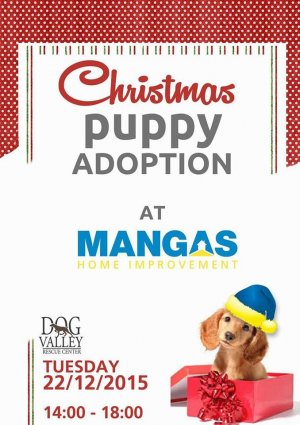 Cyprus : Christmas Puppy Adoption