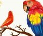 30th Ornamental Bird Contest & Exhibition