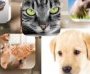 About Pets 2017