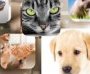 About Pets 2017