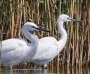 World Migratory Bird Day - Family Birdwatching