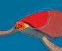 Η Κόκκινη Χελώνα (La tortue rouge)