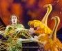 The Magic Flute - The MET Live in HD